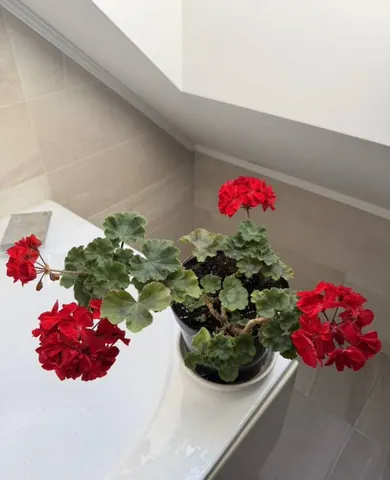 Пеларгония