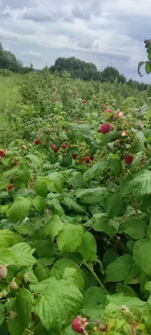 Малина, самосбор