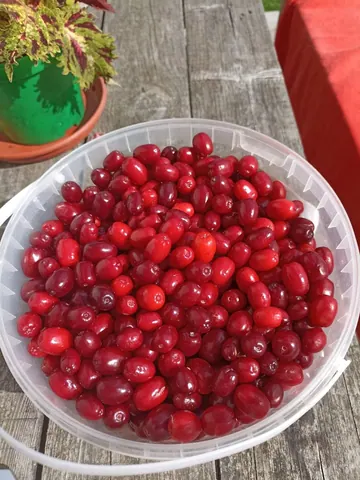 Кизил