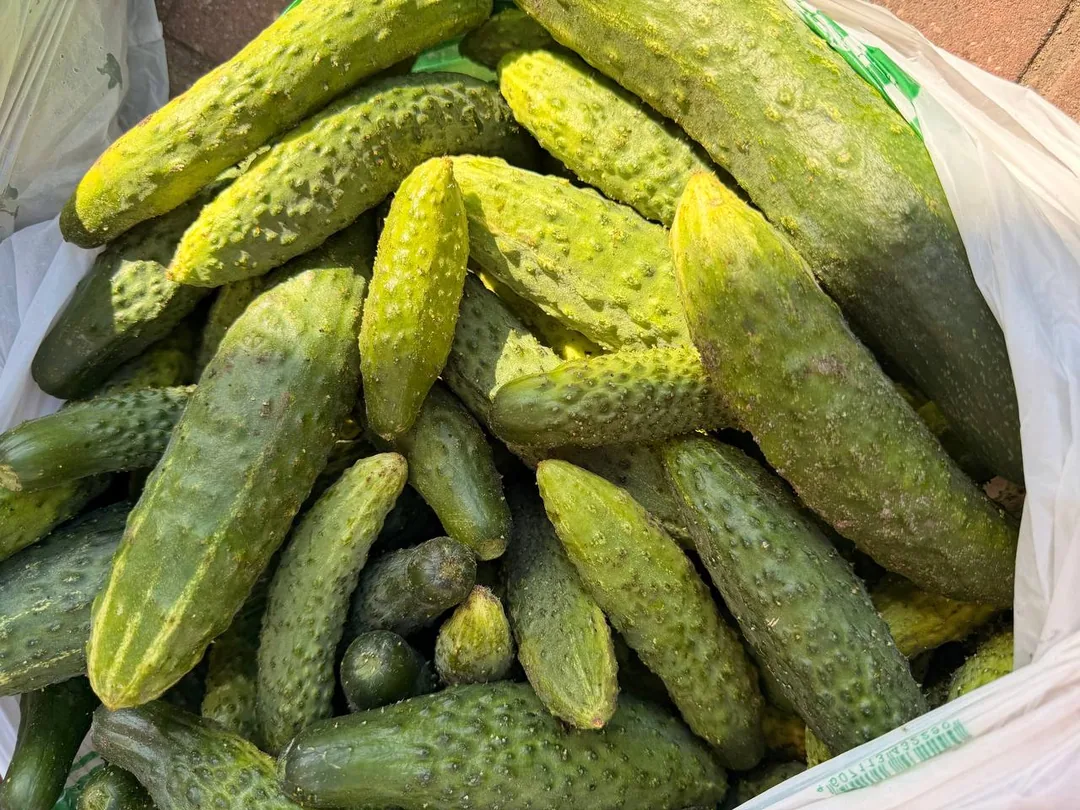 Черника, брусника, малина, яйца, грибы, мёд и овощи — фото 4