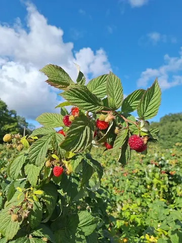 Заказы на 28.09, мясо