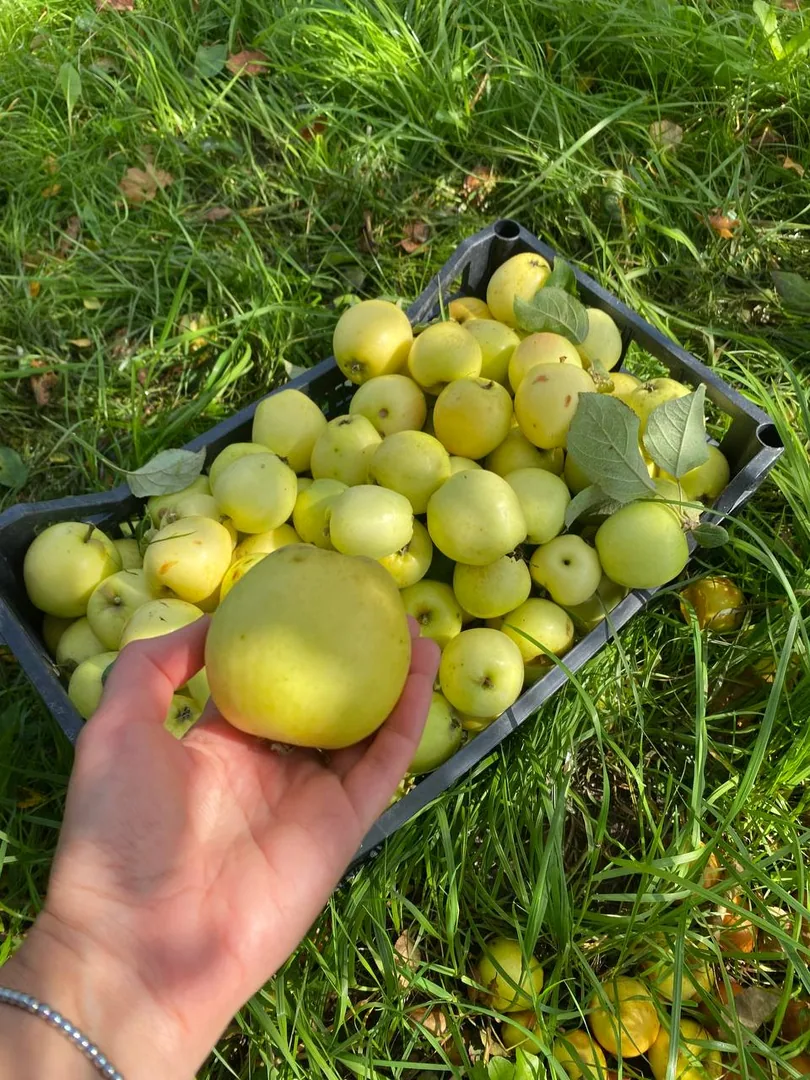 Яблоки жёлтые, сочные, ароматные