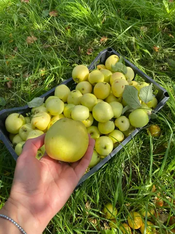 Яблоки жёлтые, сочные, ароматные
