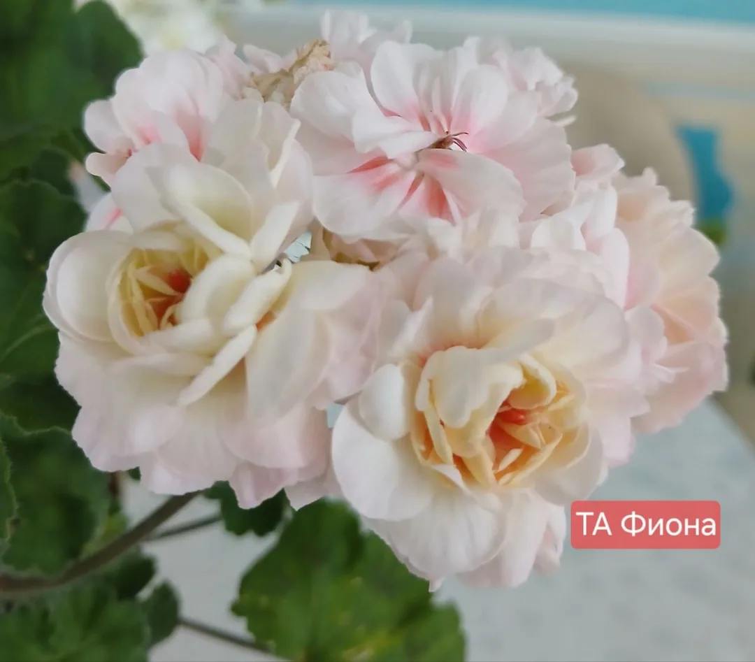 Пеларгония сортовая — фото 6