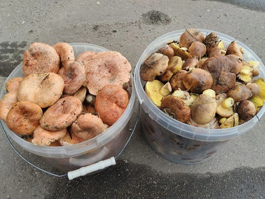 Рыжики и маслята из леса
