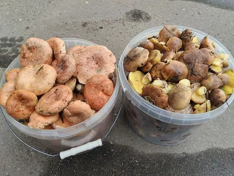 Рыжики и маслята из леса