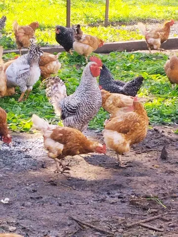 Яйца от молодок и мясо молодых петушков, под заказ