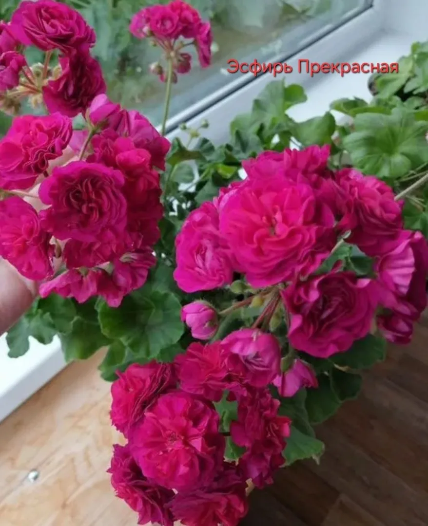 Пеларгония сортовая — фото 10
