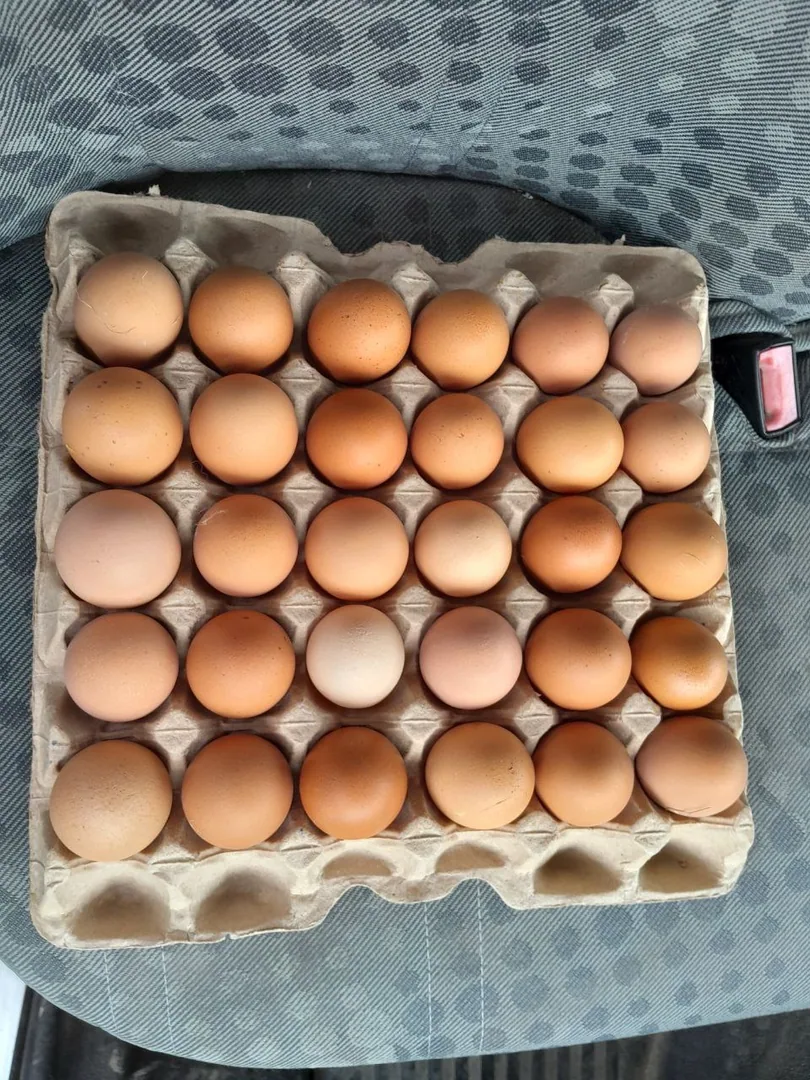 Домашние куриные яйца