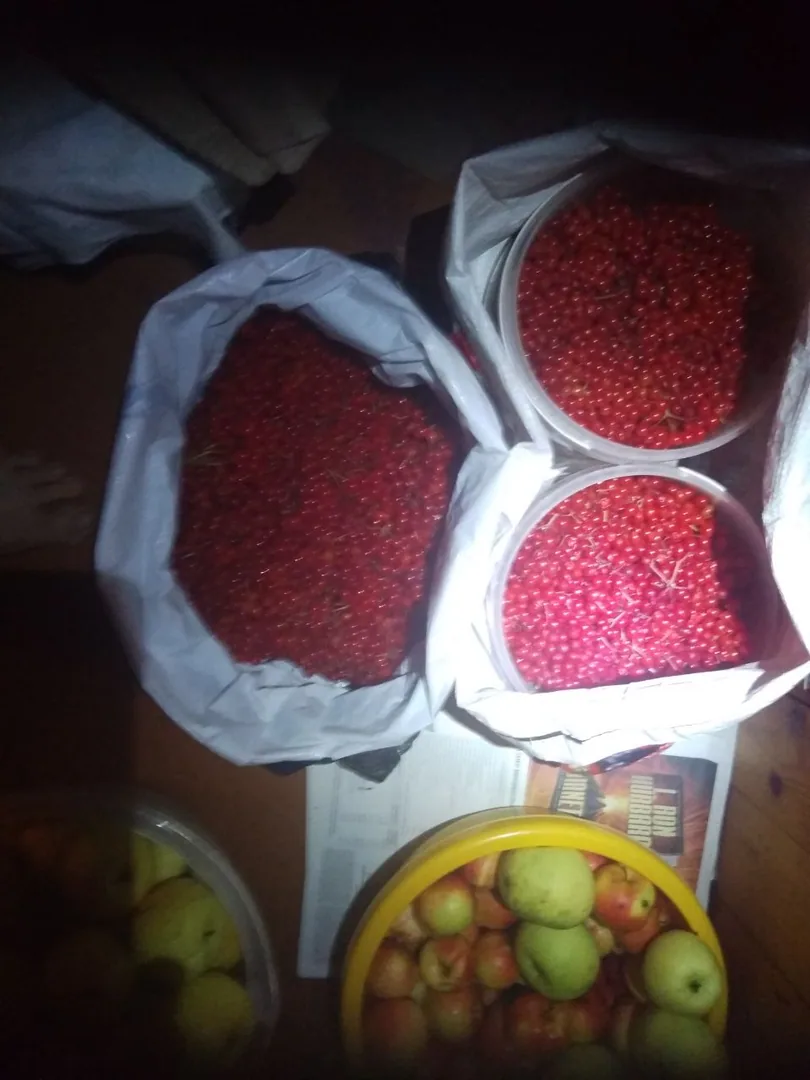 Калина садовая, самовывоз