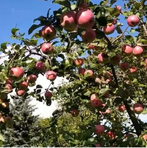 Яблоки Ауксис, свежие, под заказ