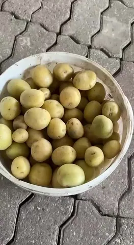 Картофель