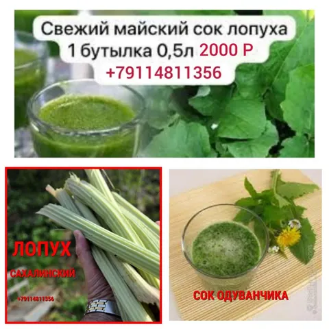 Папоротник орляк соленый, соки лопуха и одуванчика, дары леса