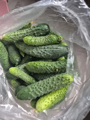 Огурцы салатные, домашние