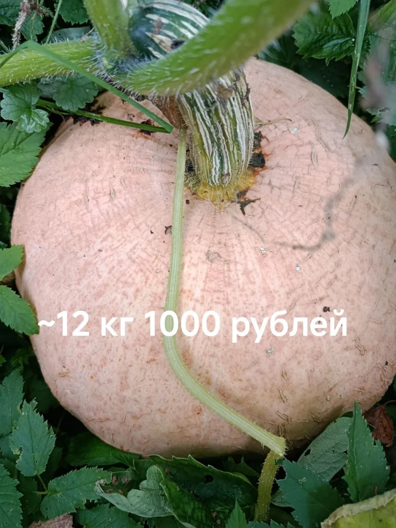 Тыквы — фото 8