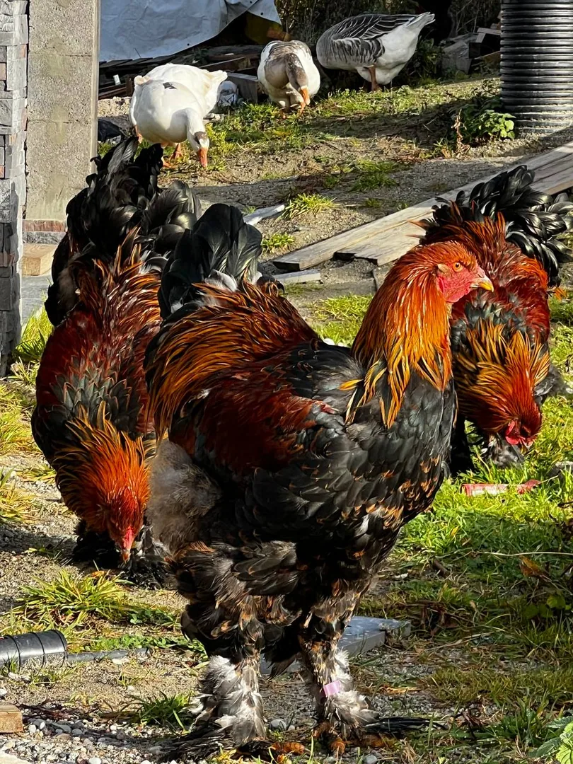 Молодые петушки брамы куропатчатой, чистопородные