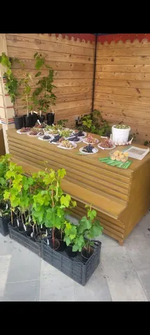 Саженцы ягодных культур и декоративные хвойные