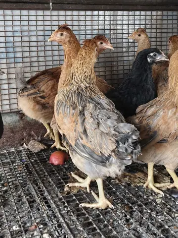 Курочки Чешский доминант, цыплята бройлера, утята Агидель