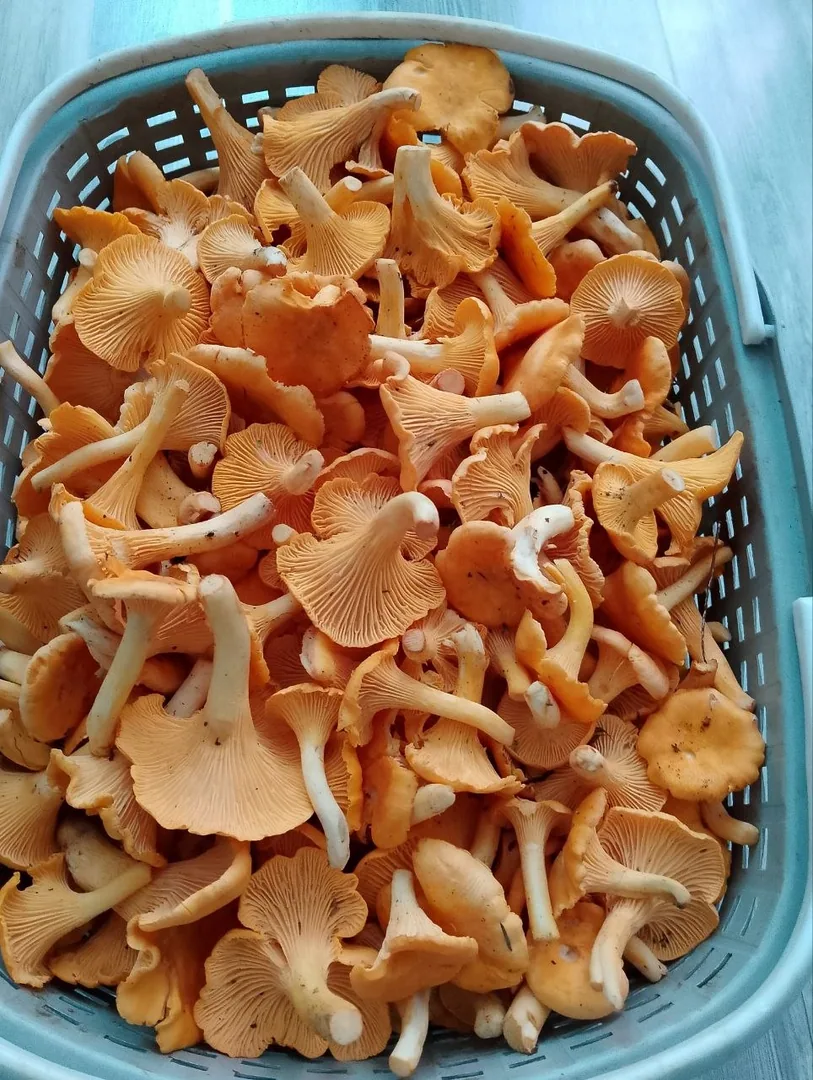 Лисички из леса, перебранные и очищенные