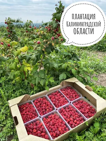 Свежая малина, литровый лоток