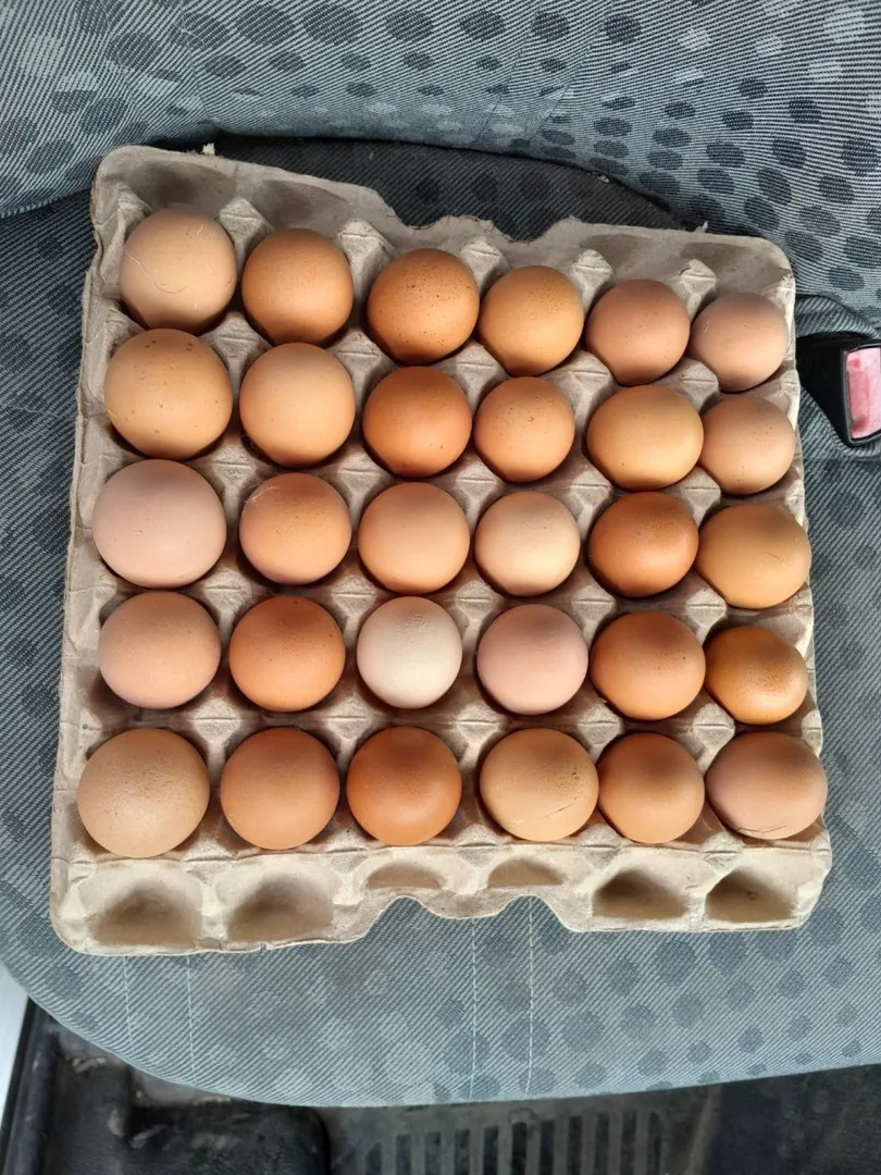 Домашние куриные яйца — фото 2