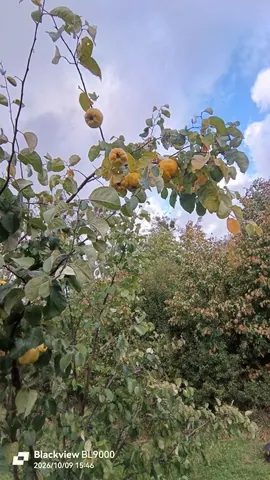 Айва зрелая