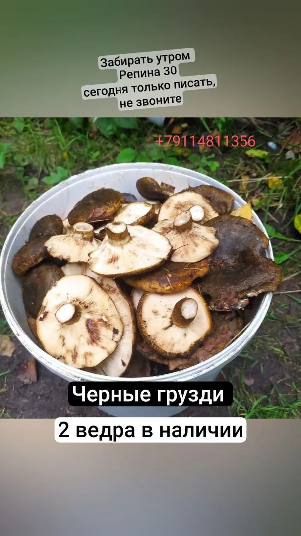 Черные грузди, нарезанные