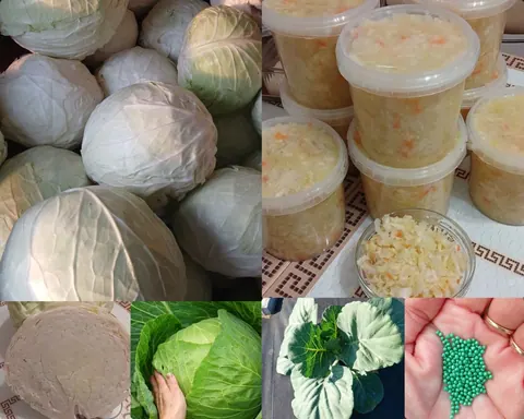 Капуста Мегатон, морковь, квашеная капуста