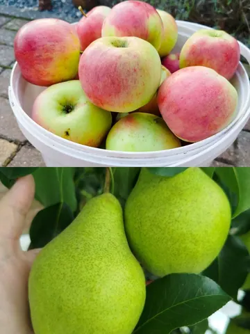 Яблоки Ауксис и груши
