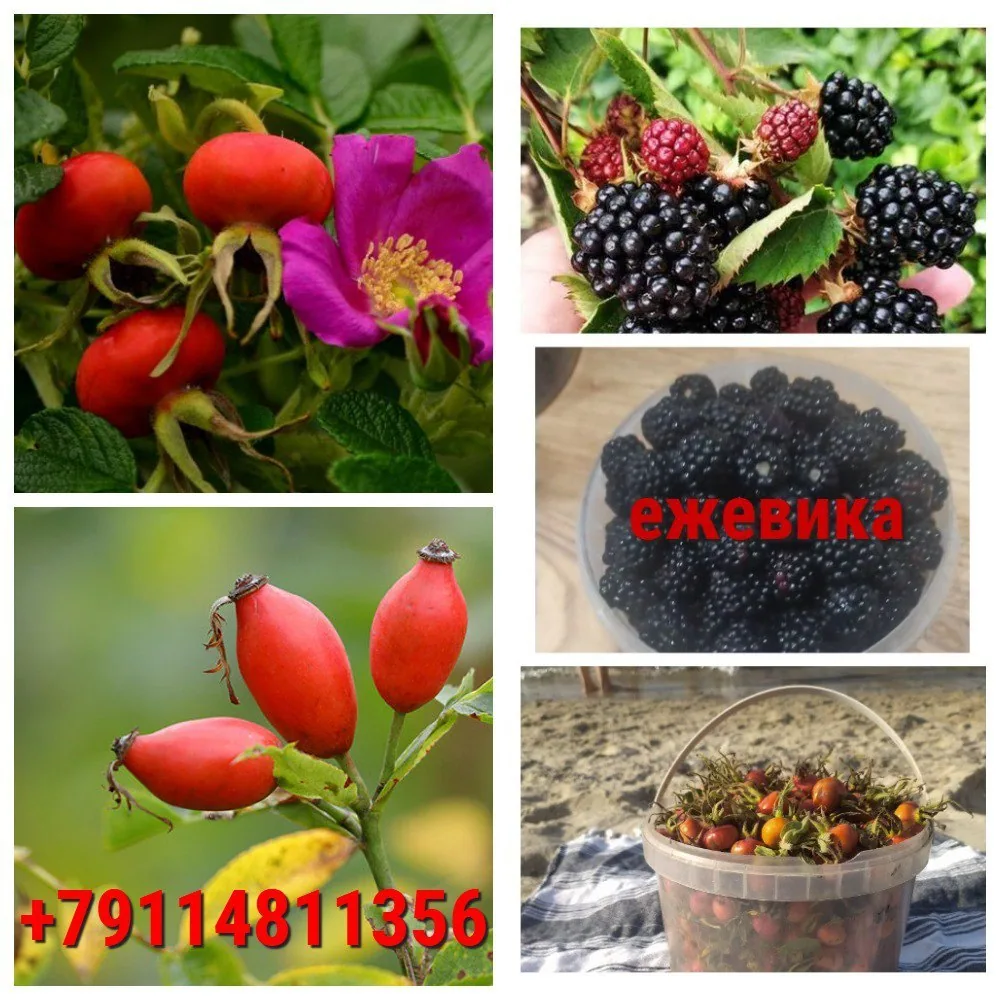 Ежевика, мята, чабрец, черемуха, варенье из шиповника