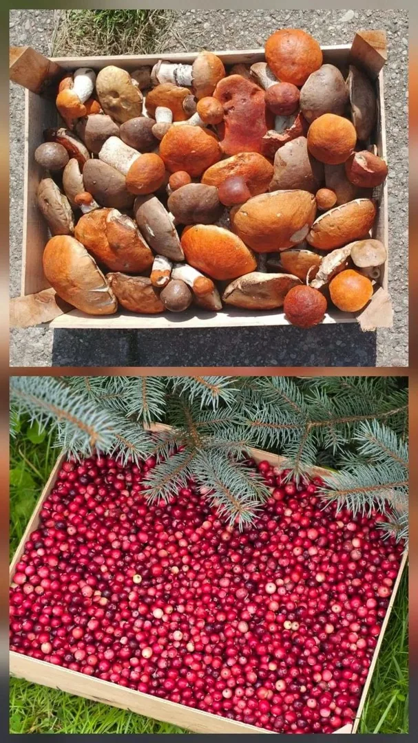 Подосиновики и клюква