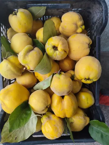Айва