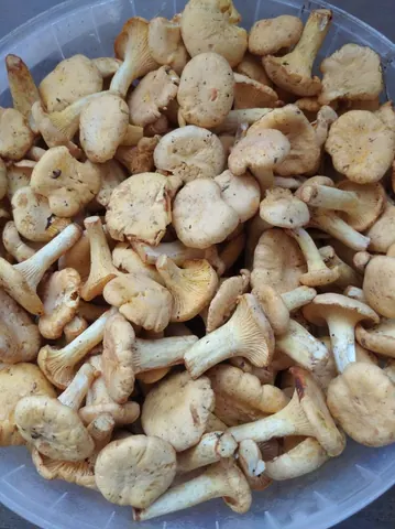 Лисички из леса