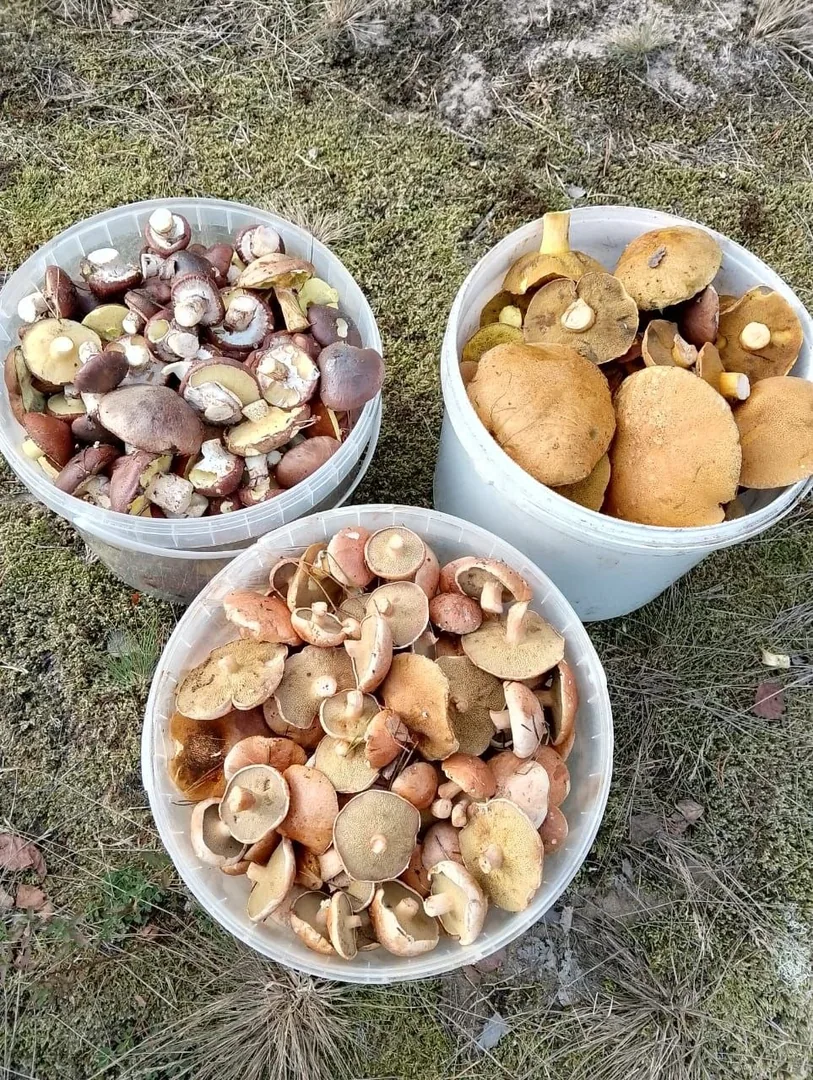 Маслята и лисички из леса