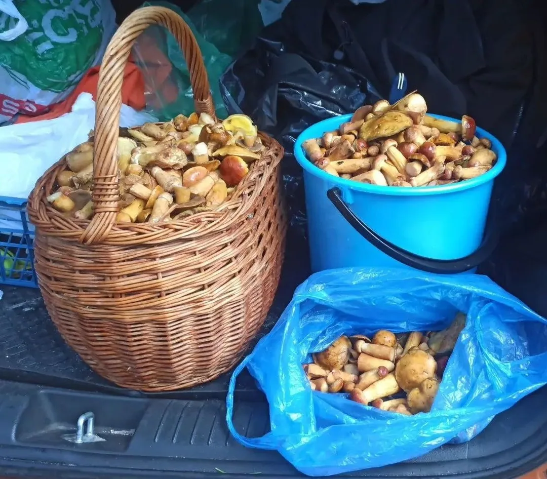 Грибы маховик свежие, собраны на Косе