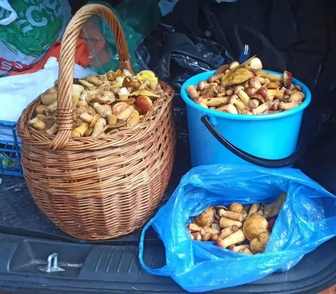Грибы маховик свежие, собраны на Косе