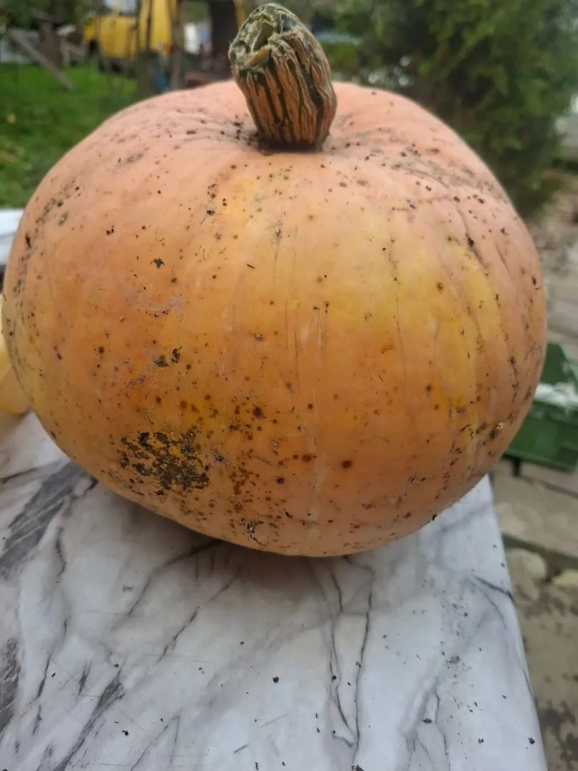 Тыква, продажа — фото 2