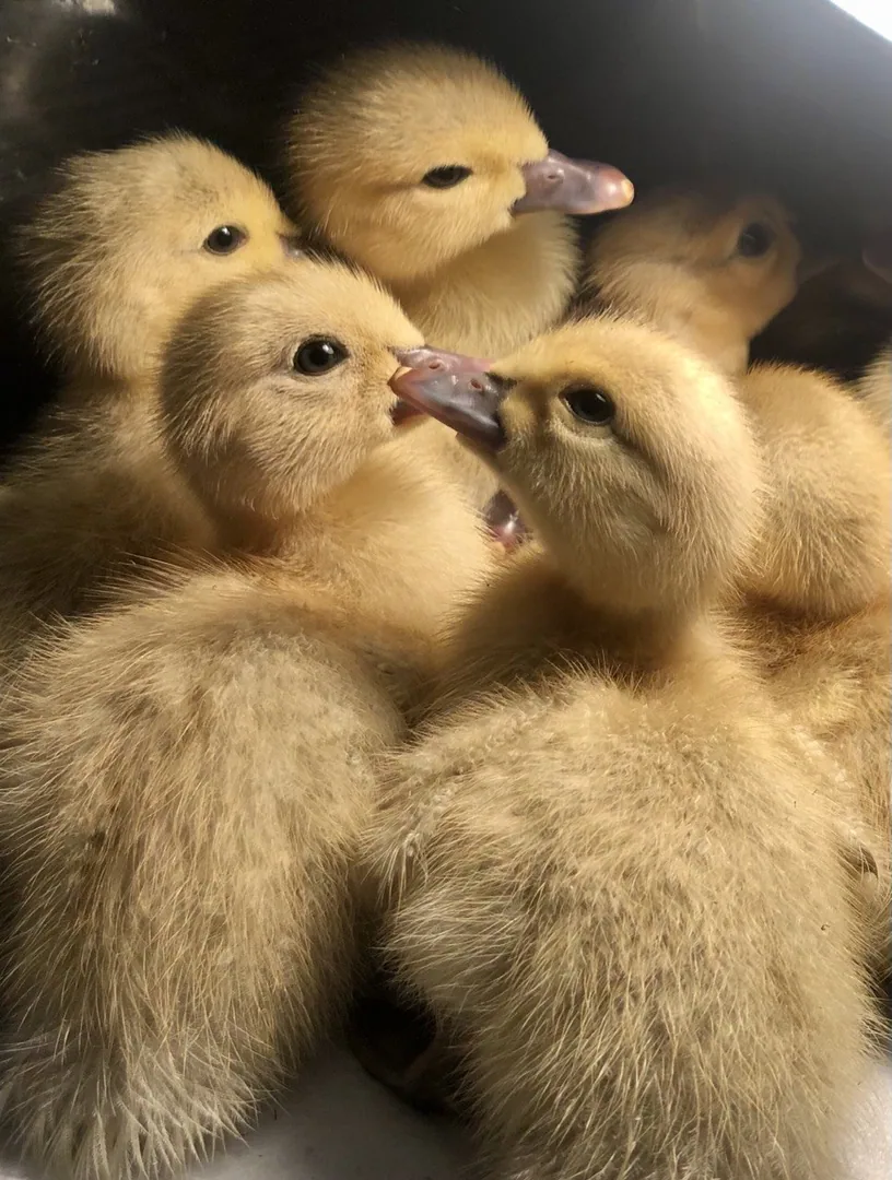 Индоутята, индоутки и селезни на племя