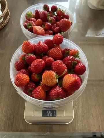 Клубника