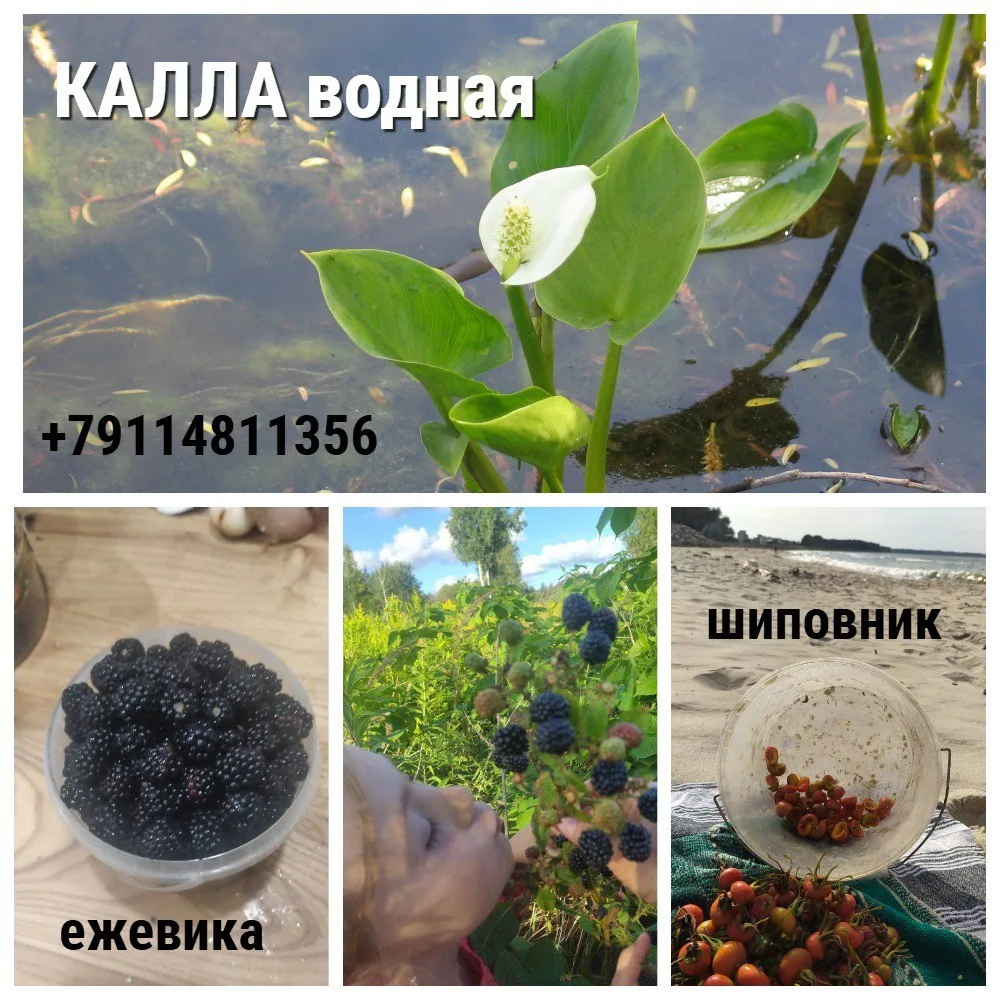 Черемуха, самосбор; травяные сборы, настойки и предзаказ ягод