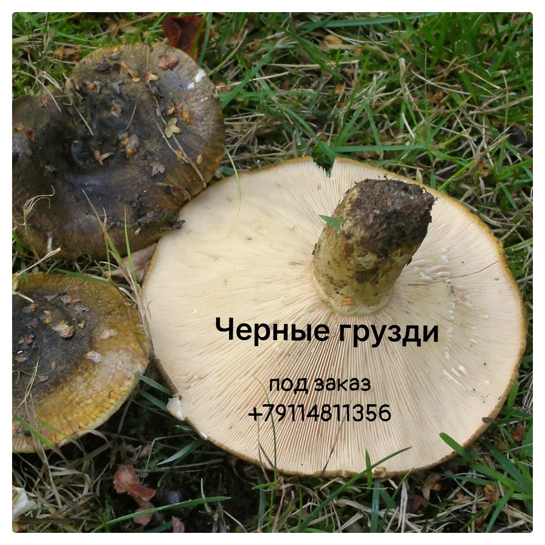 Сок лопуха, корень лопуха, настойка и солёный лопух