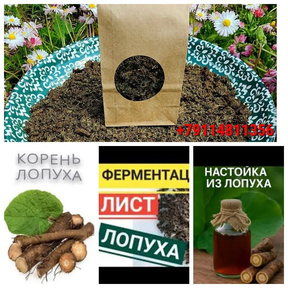 Сок лопуха, корень лопуха, настойка и солёный лопух — фото 3
