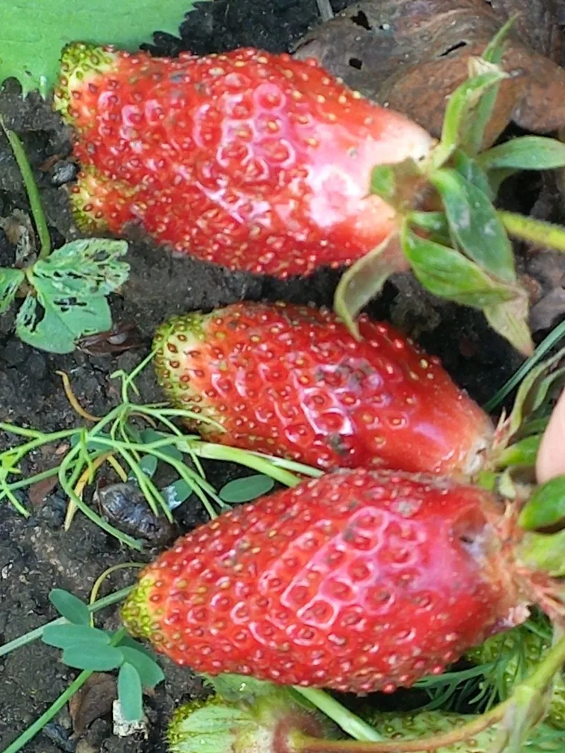 Купена (купчиха), кустики — фото 2