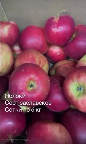 Яблоки Заславское с дерева
