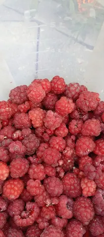Малина, яблоки, мята перечная
