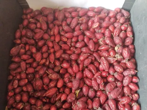 Варенье из шиповника без косточек, сушеный шиповник и другие варенья