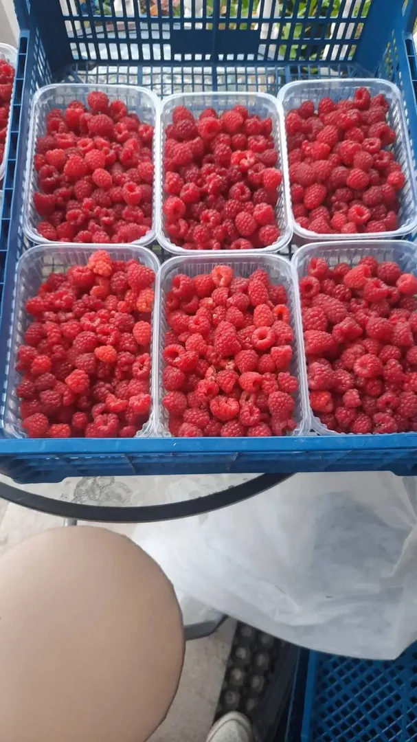 Малина свежесобранная