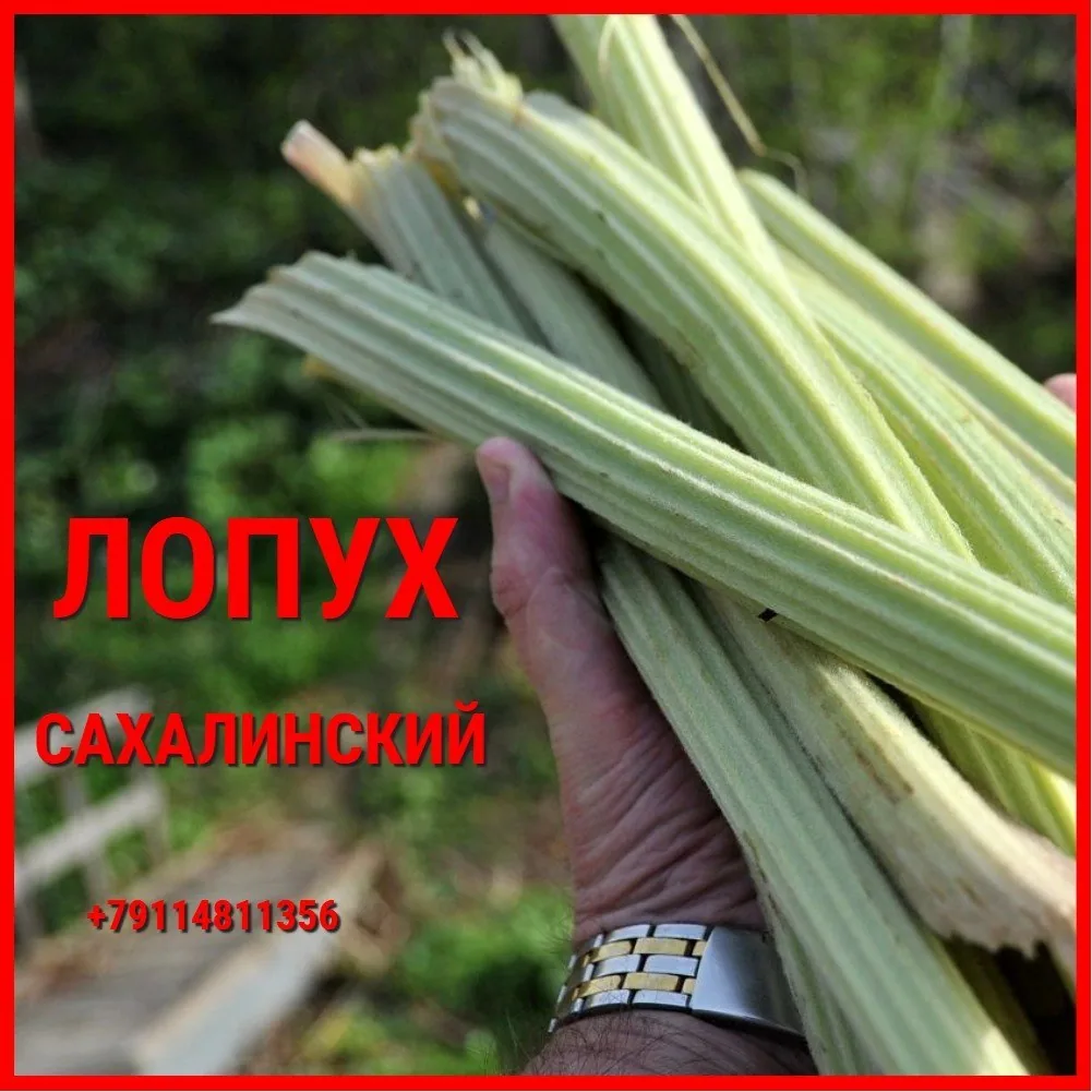 Дары леса: папоротник орляк, лопух, соки, ягоды и грибы