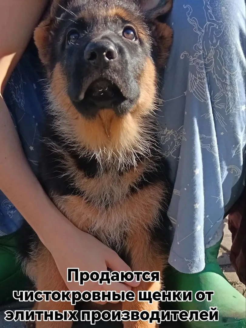Щенки немецкой овчарки с документами