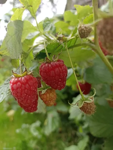 Малина, продажа по заказу